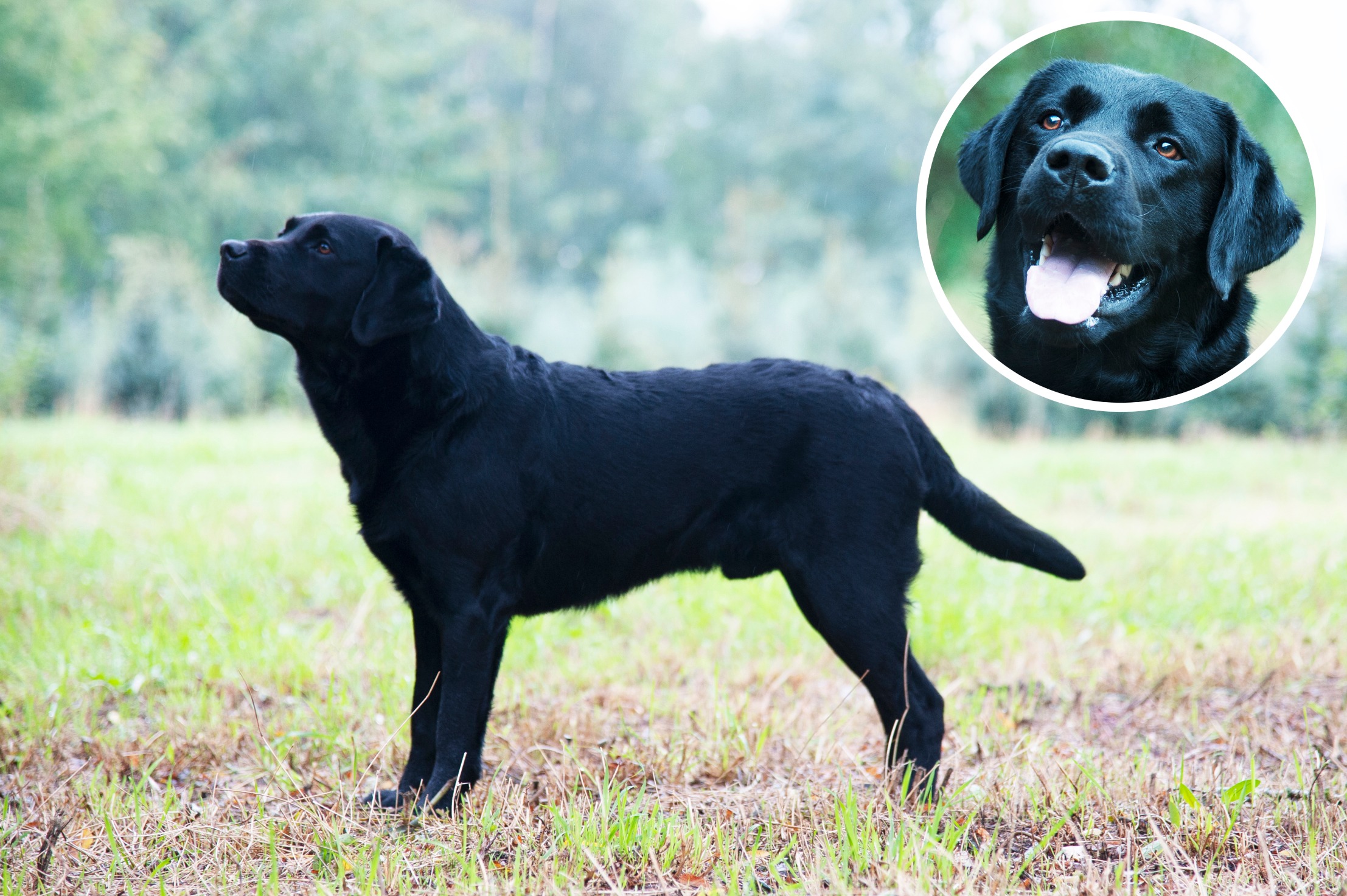 Noras-Jack-van-de-Rashoeve-1